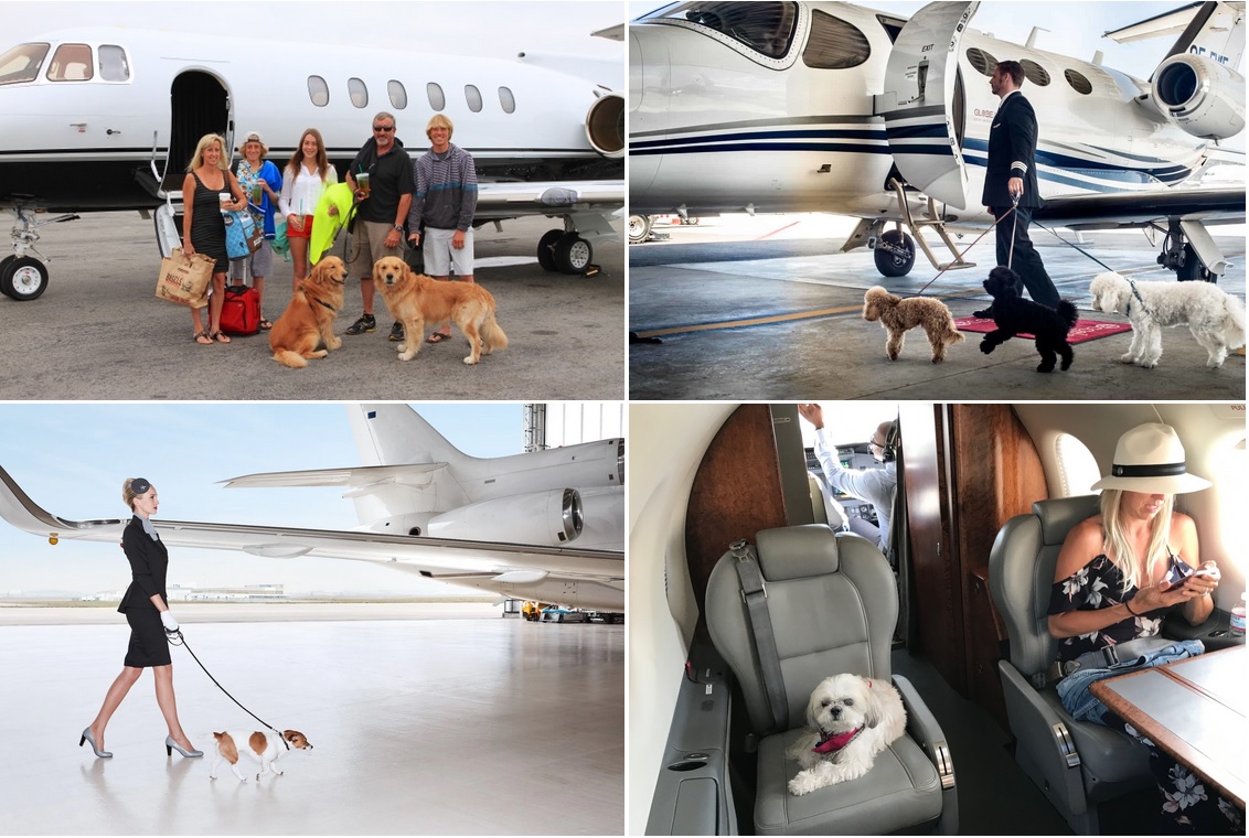 полет бизнес джетом с кошкой